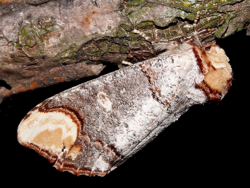 Phalera bucephala - sárgafoltos púposszövő