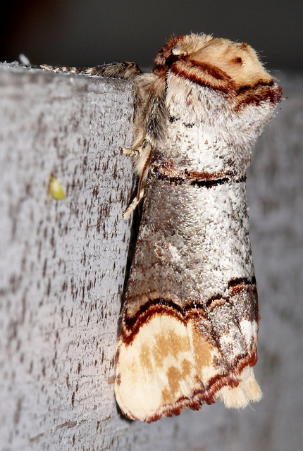 Phalera bucephala - sárgafoltos púposszövő