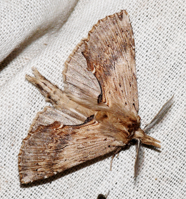 Pterostoma palpina - csőrös púposszövő