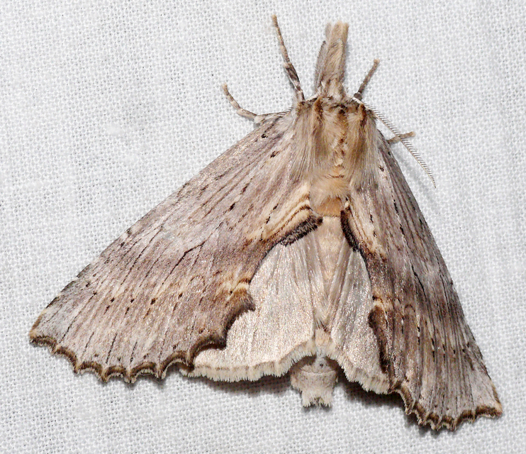 Pterostoma palpina - csőrös púposszövő