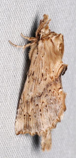 Pterostoma palpina - csőrös púposszövő