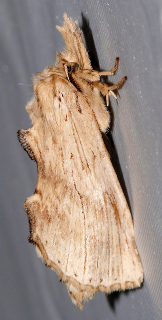Pterostoma palpina - csőrös púposszövő