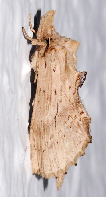 Pterostoma palpina - csőrös púposszövő