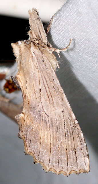 Pterostoma palpina - csőrös púposszövő