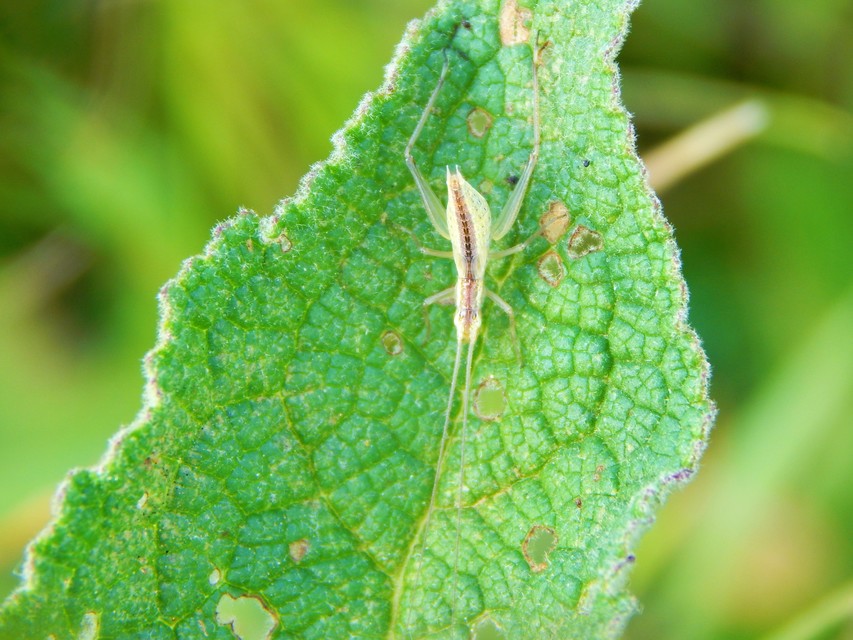 Oecanthus pellucens - pirregőtücsök