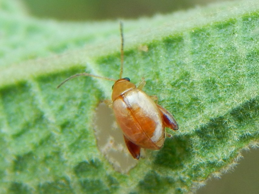 Longitarsus