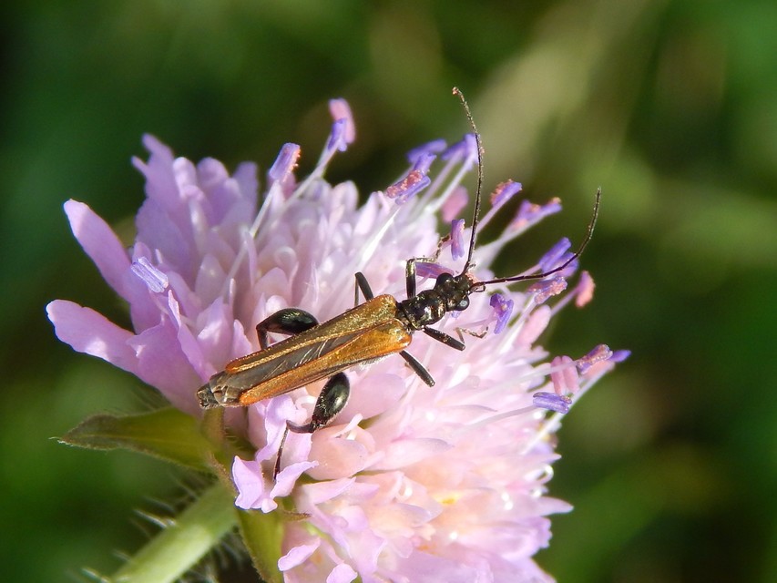 Oedemera femorata - sárgahátú álcincér