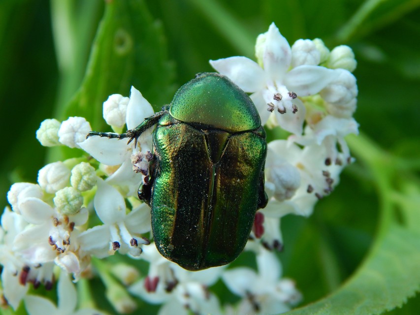 Cetonia aurata - aranyos virágbogár