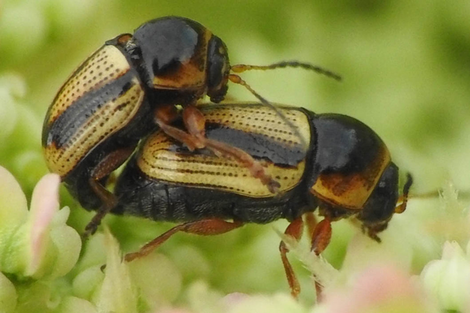 Cryptocephalus connexus - sávos zömökbogár