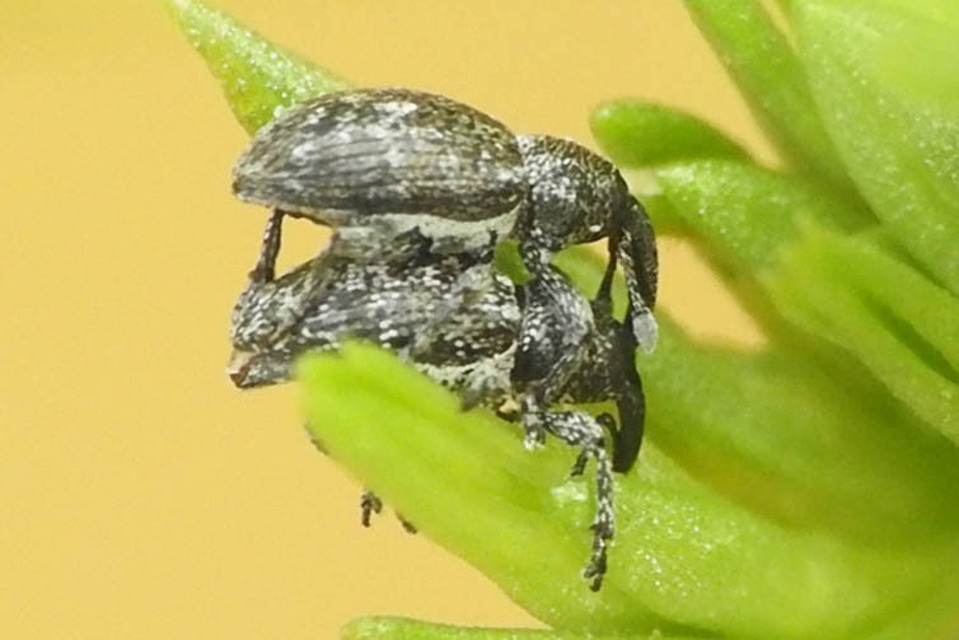 Smicronyx