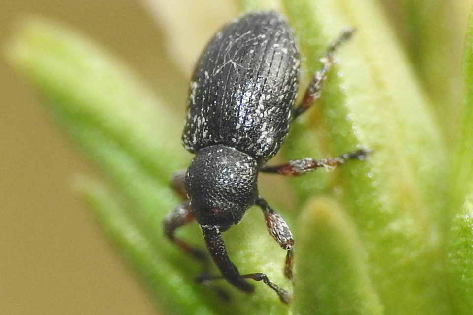 Smicronyx reichii - szemölcsös arankaormányos