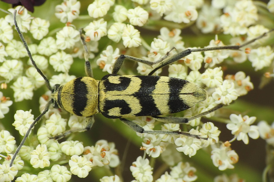 Chlorophorus varius - díszes darázscincér