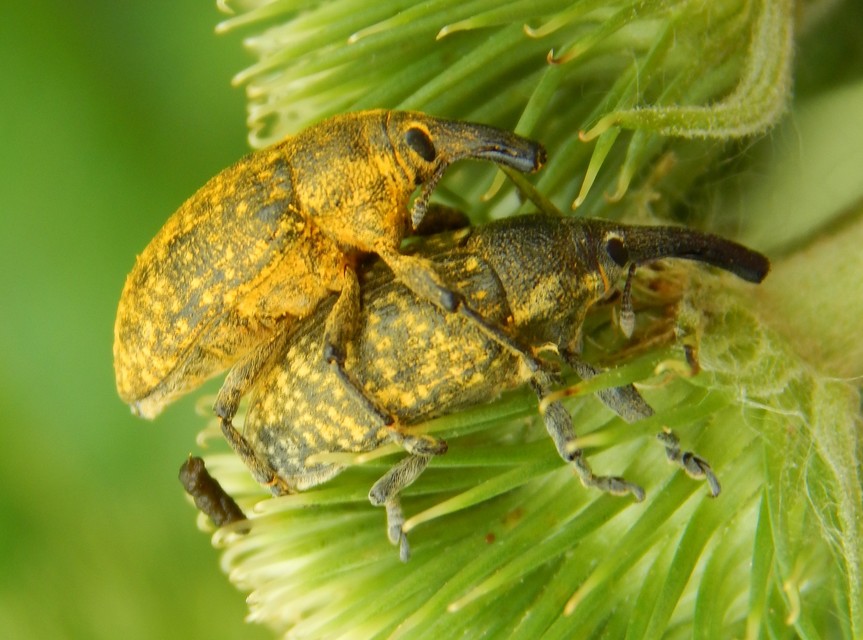 Larinus sturnus - aszat-púderbarkó