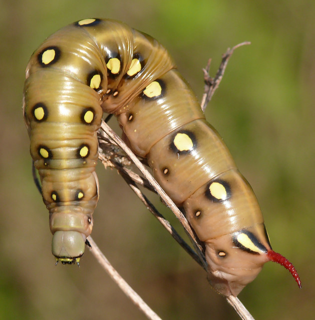 Hyles gallii - galajszender