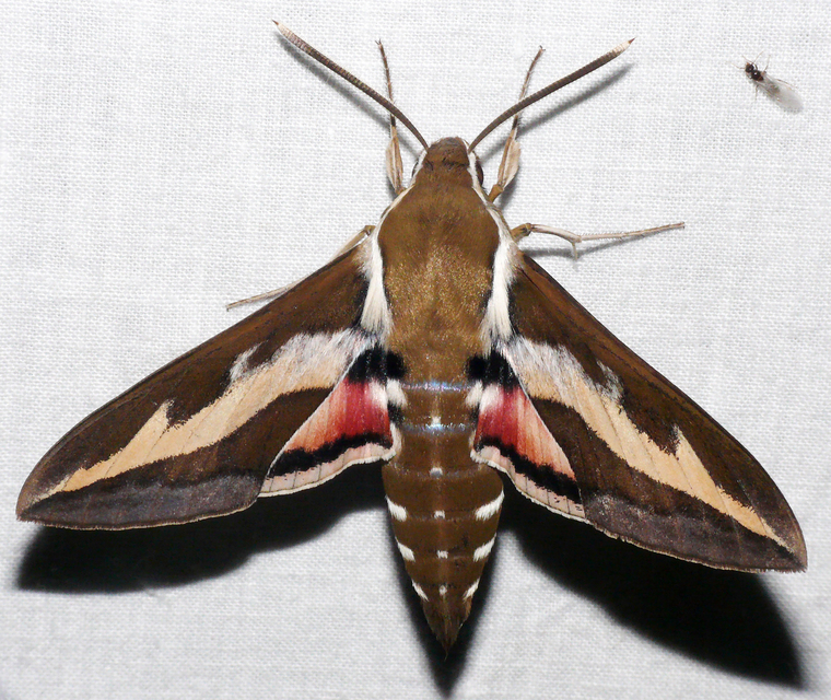 Hyles gallii - galajszender
