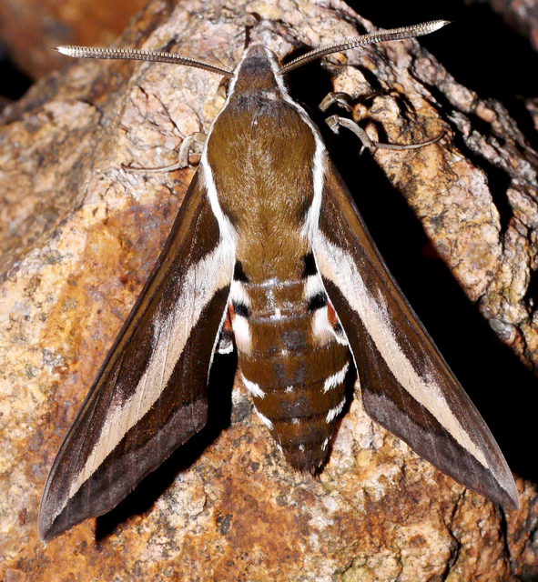 Hyles gallii - galajszender