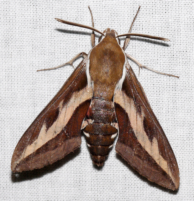 Hyles gallii - galajszender
