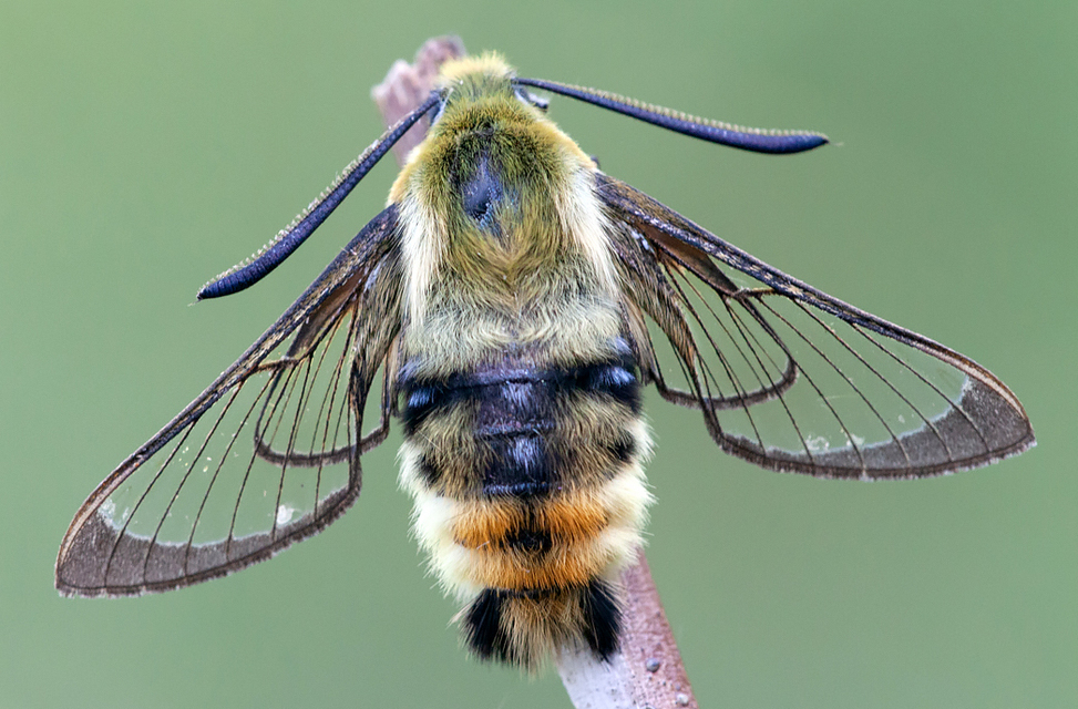 Hemaris tityus - pöszörszender Hemaris tityus - pöszörszender