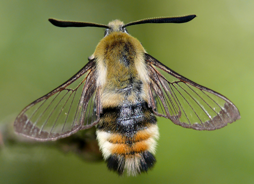 Hemaris tityus - pöszörszender Hemaris tityus - pöszörszender