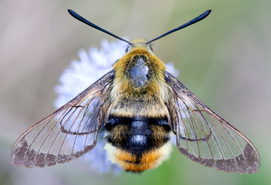 Hemaris tityus - pöszörszender Hemaris tityus - pöszörszender