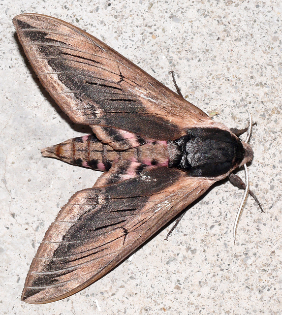 Sphinx ligustri - fagyalszender