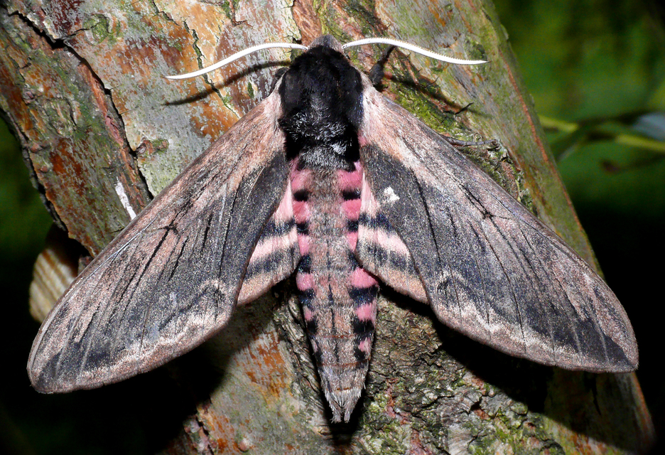 Sphinx ligustri - fagyalszender