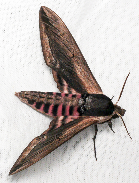 Sphinx ligustri - fagyalszender