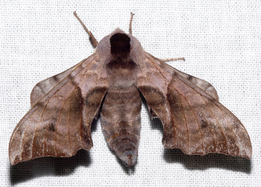 Smerinthus ocellatus - esti pávaszem