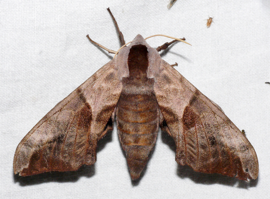Smerinthus ocellatus - esti pávaszem