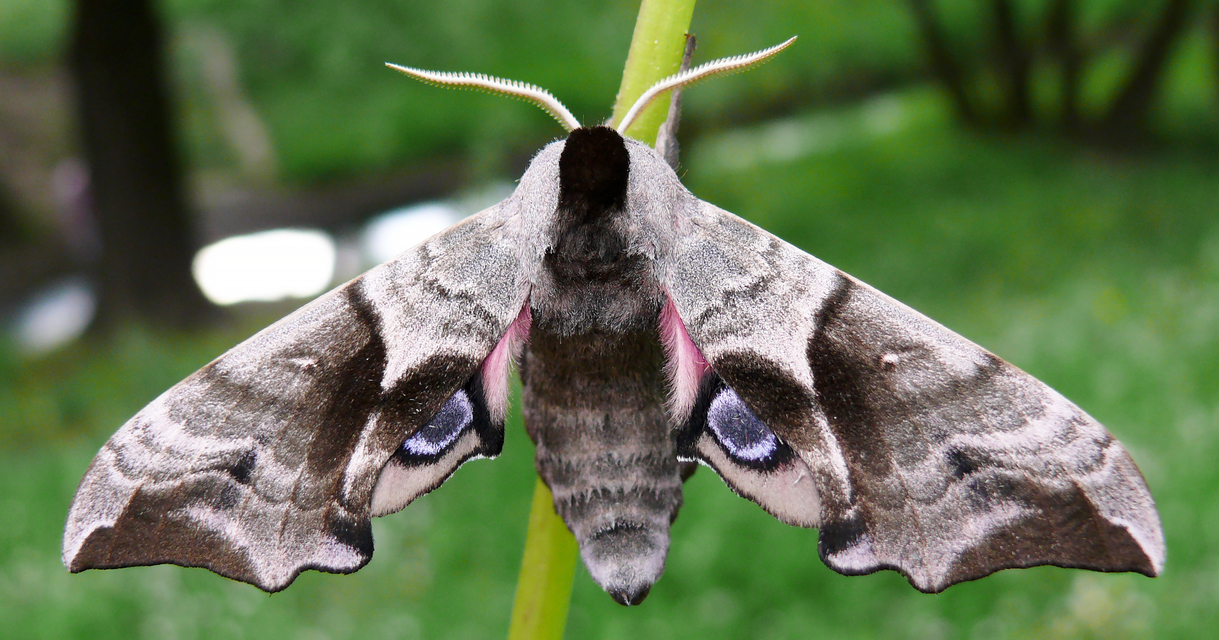 Smerinthus ocellatus - esti pávaszem