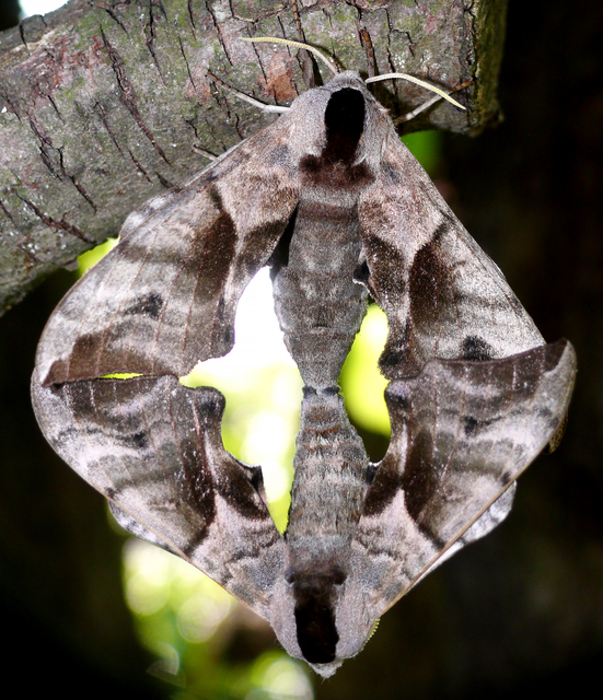 Smerinthus ocellatus - esti pávaszem