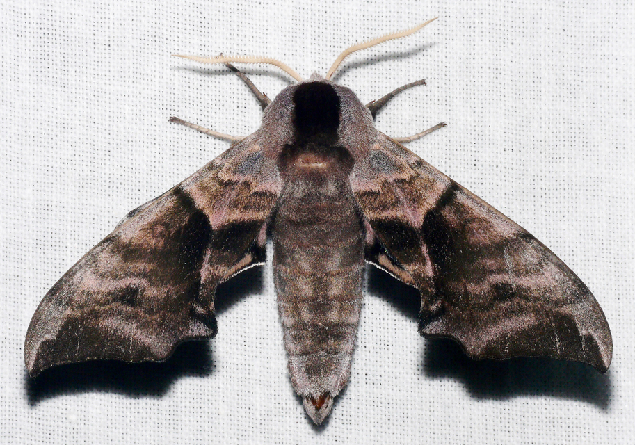 Smerinthus ocellatus - esti pávaszem