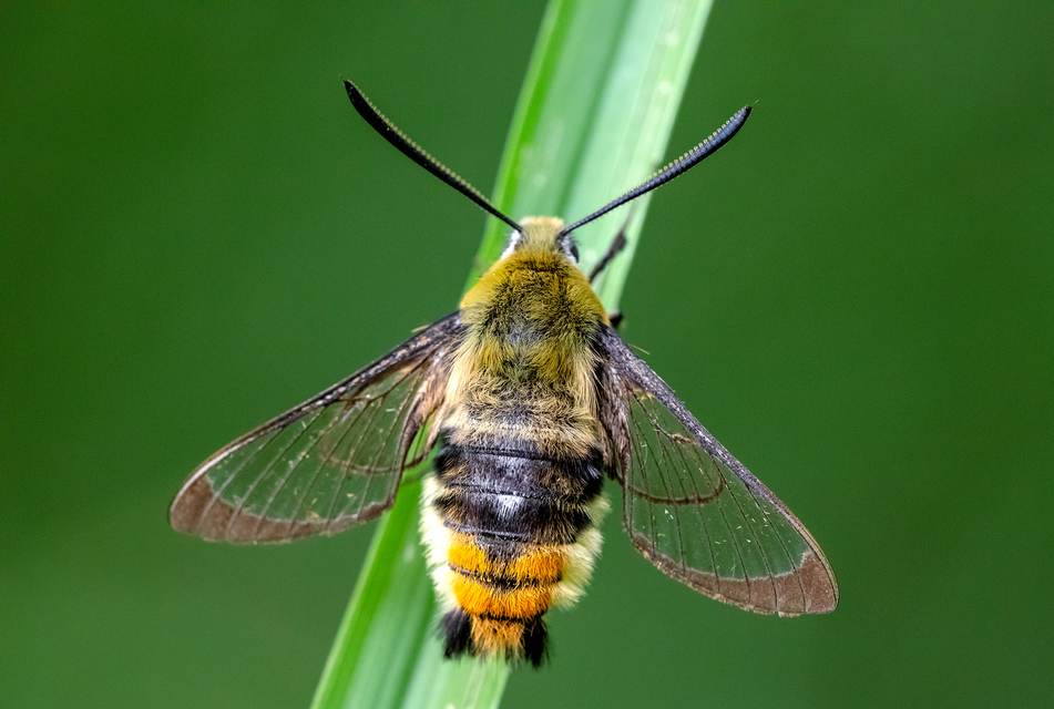 Hemaris tityus - pöszörszender Hemaris tityus - pöszörszender