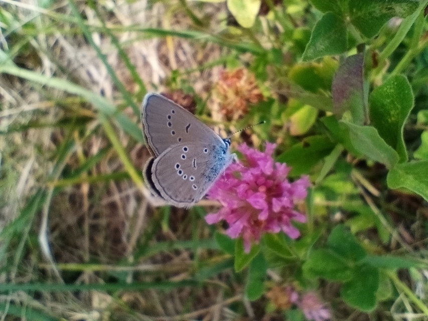 Cyaniris semiargus - aprószemes boglárka