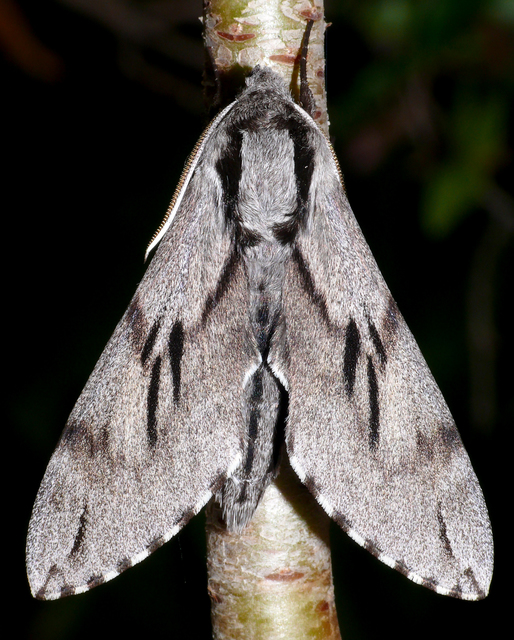Hyloicus pinastri - fenyőszender