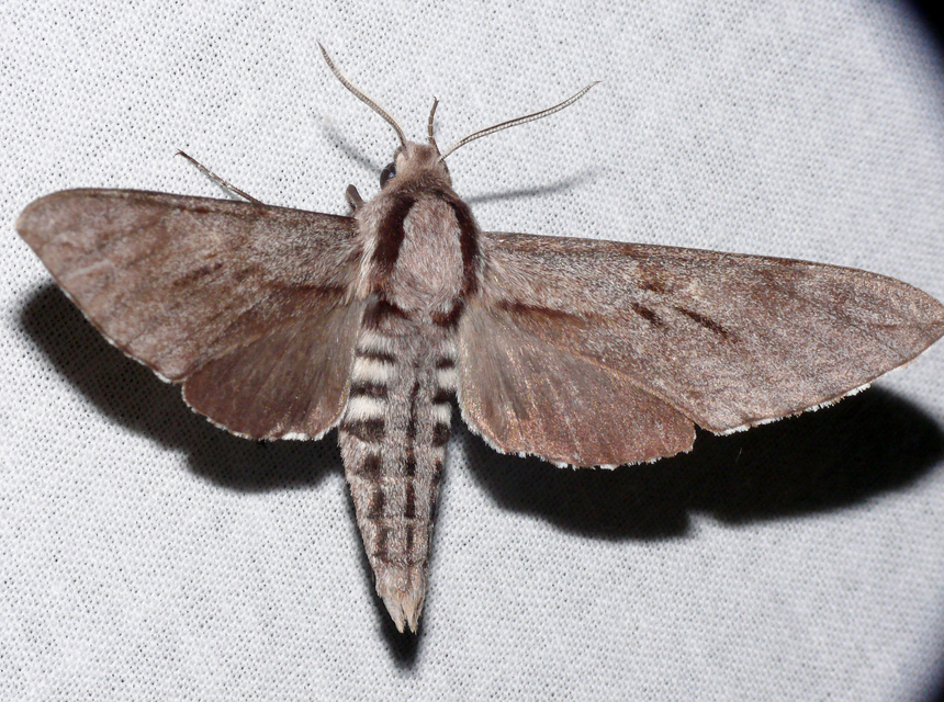 Hyloicus pinastri - fenyőszender