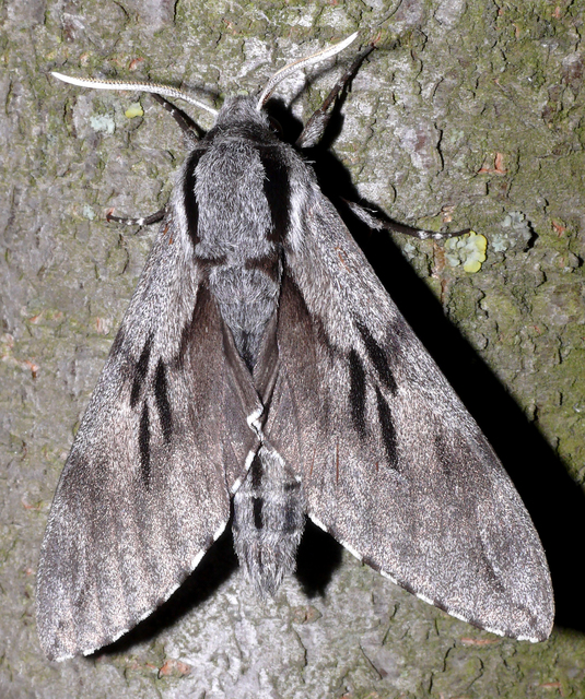 Hyloicus pinastri - fenyőszender