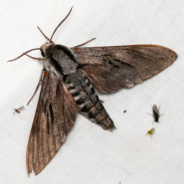 Hyloicus pinastri - fenyőszender