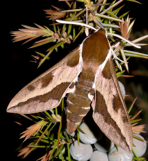 Hyles euphorbiae - kutyatejszender
