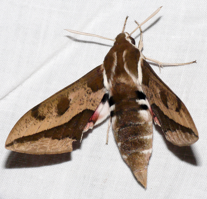 Hyles euphorbiae - kutyatejszender