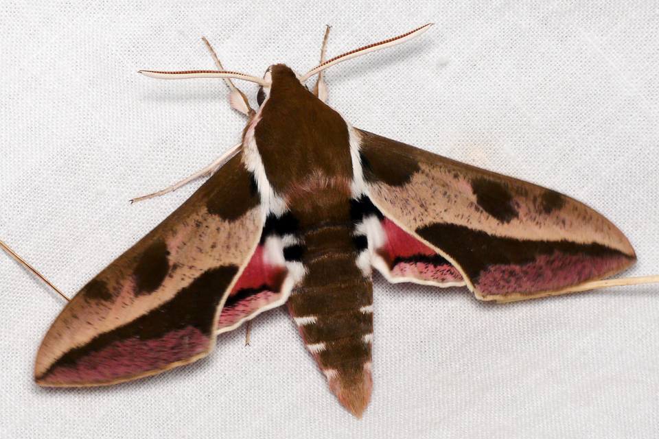 Hyles euphorbiae - kutyatejszender