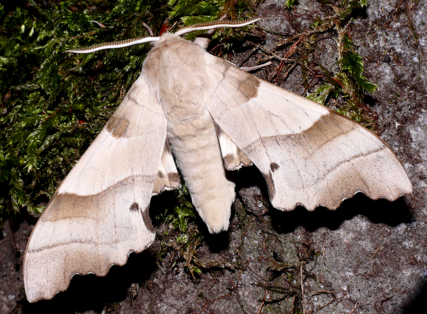 Marumba quercus - tölgyfaszender