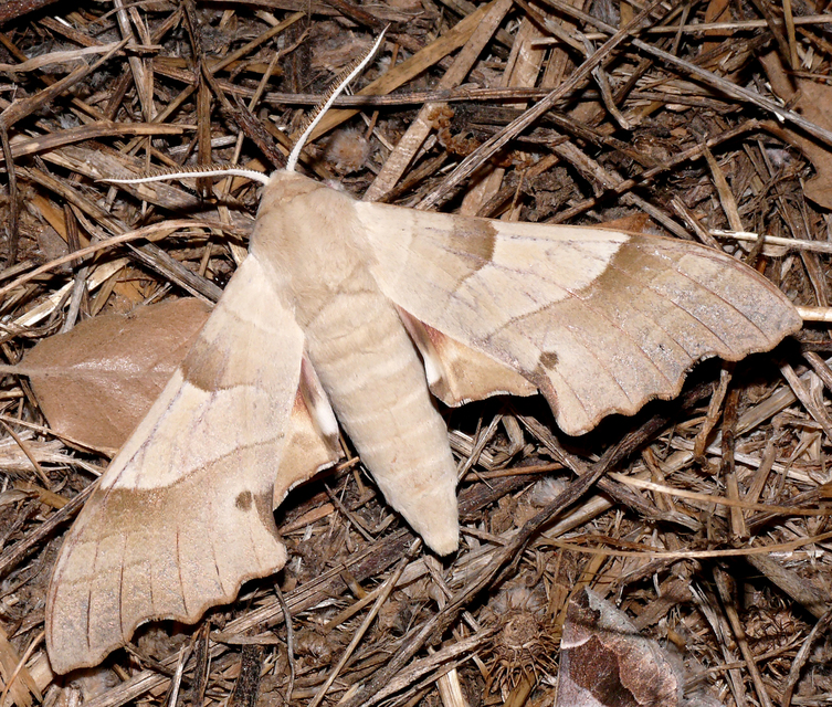 Marumba quercus - tölgyfaszender