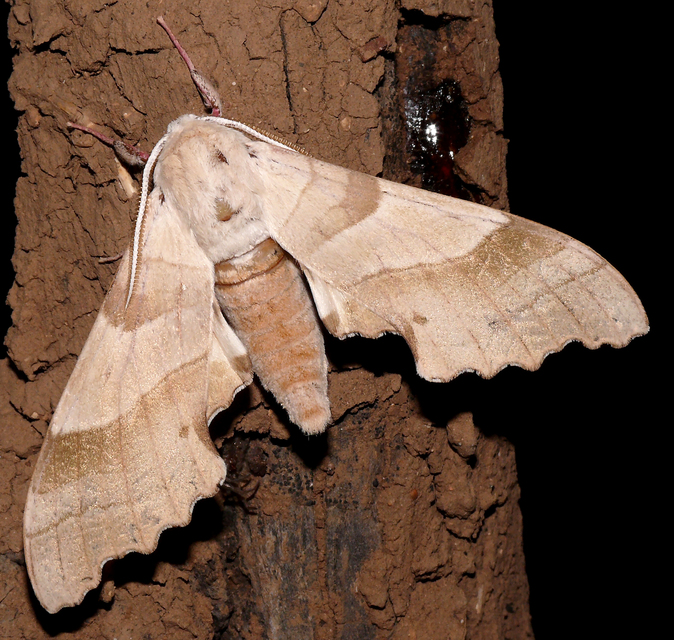 Marumba quercus - tölgyfaszender