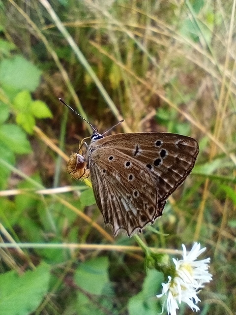 Polyommatus daphnis - csipkés boglárka