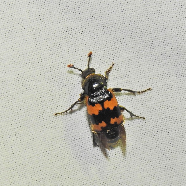 Nicrophorus vespillo - közönséges temetőbogár