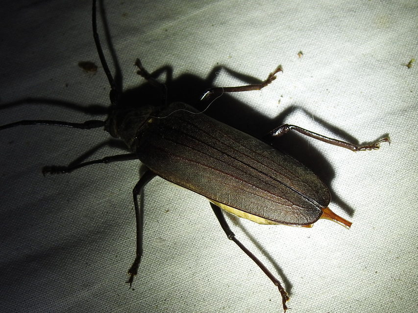 Aegosoma scabricorne - diófacincér