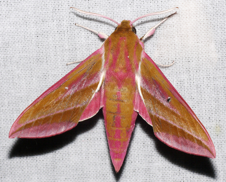 Deilephila elpenor - szőlőszender