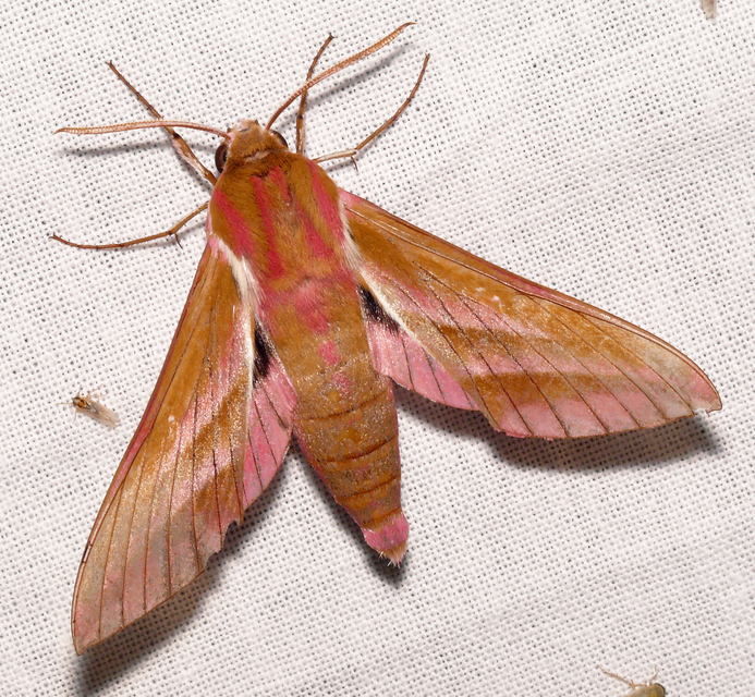 Deilephila elpenor - szőlőszender