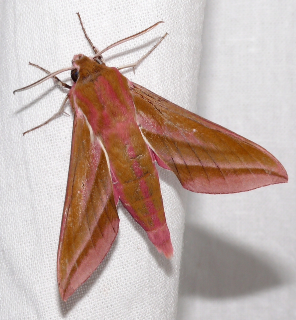 Deilephila elpenor - szőlőszender